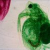 18-Daphnia (1) Set de preparaciones Levenhuk N18 NG
