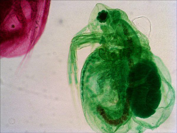 18-Daphnia (1) Set de preparaciones Levenhuk N18 NG