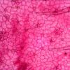 8-Geranium-leaf-epidermis Set de preparaciones Levenhuk N18 NG