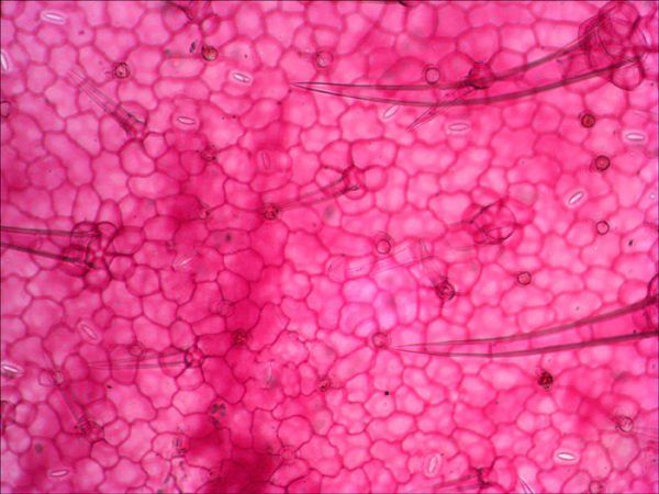 8-Geranium-leaf-epidermis Set de preparaciones Levenhuk N18 NG