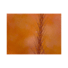 Microscopio de mano Omegon DigitalView